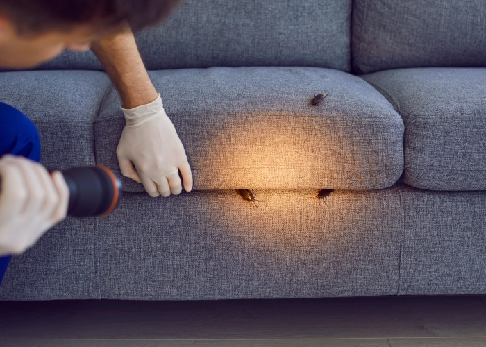 Avis traitement punaise de lit Sierre 3960 – Notre société dans le Valais